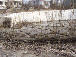 A bontanical effect of the Chernobyl explosion. A bontanical effect of the Chernobyl explosion.