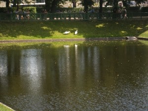 The Swan Pond in Mikhailovsky Park