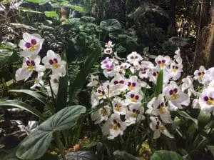Orchids in the Tropical Greenhouse