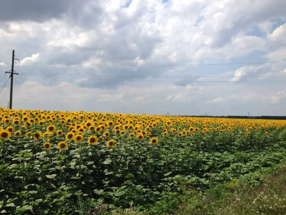 The Ukrainian countryside around the Pervomaysk missile base is an endless, breathtaking sea of sunflowers.