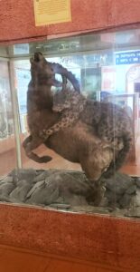 The Zoological Museum of the Biology and Soil Institute in Bishkek