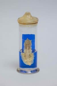 Silkworm Anatomy Silk Museum